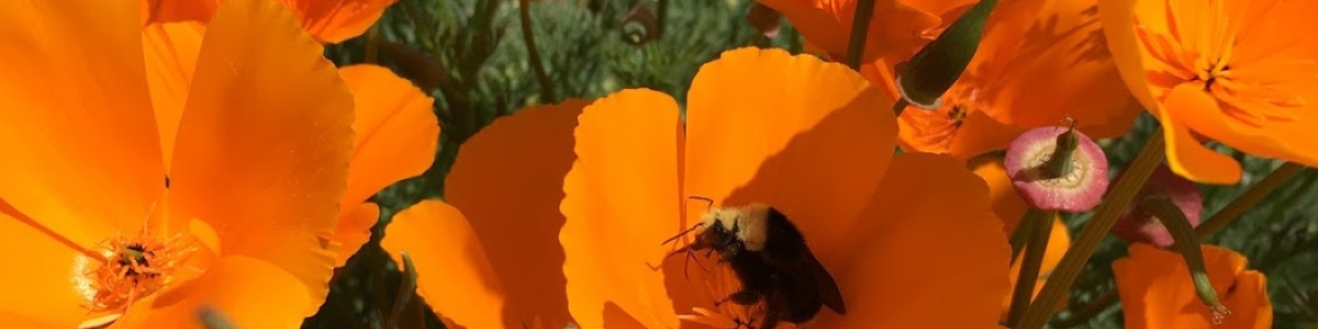 poppies and a bumblebee a lone bumblebee collects pollen from California Poppy